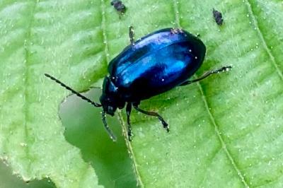 <i>Agelastica alni</i>