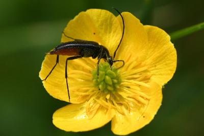 <i>Rutpela nigra</i>