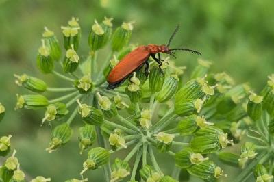 <i>Pyrochroa serraticornis</i>