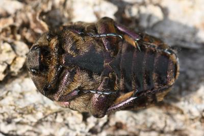 <i>Potosia cuprea</i>