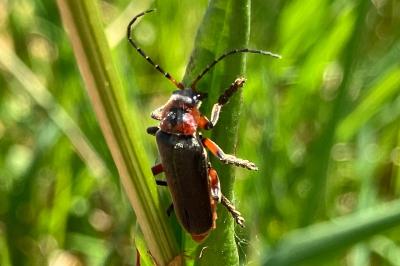 <i>Cantharis rustica</i>