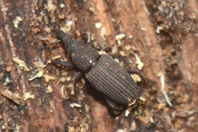 <i>Dryophthorus corticalis</i>