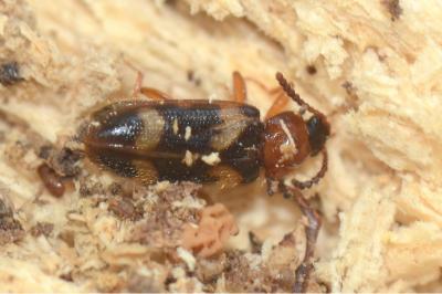 <i>Mycetophagus fulvicollis</i>