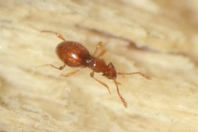 <i>Scydmaenus hellwigii</i>