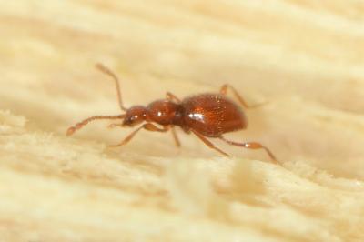 <i>Scydmaenus hellwigii</i>