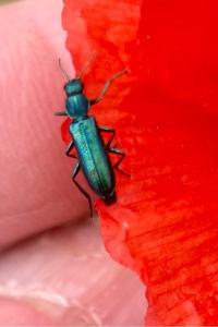 <i>Psilothrix viridicoerulea</i>