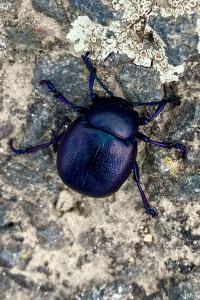 <i>Timarcha goettingensis</i>