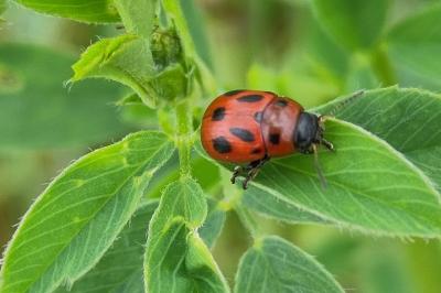 <i>Gonioctena fornicata</i>