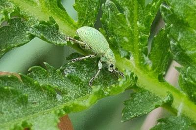 <i>Polydrusus planifrons</i>