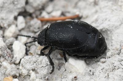 <i>Galeruca tanaceti</i>