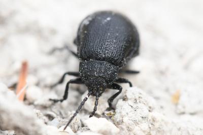 <i>Galeruca tanaceti</i>