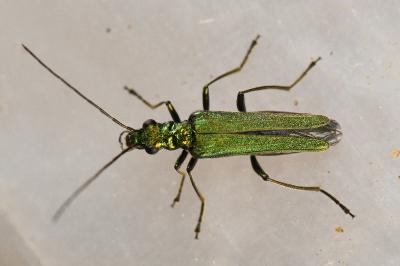 <i>Oedemera nobilis</i>