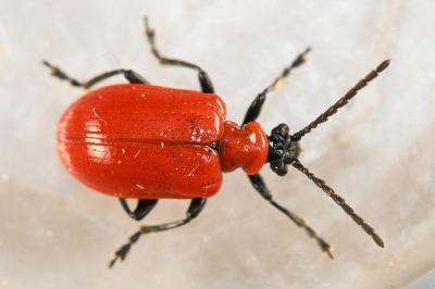 <i>Lilioceris lilii</i>