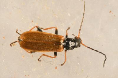 <i>Rhagonycha nigriventris</i>