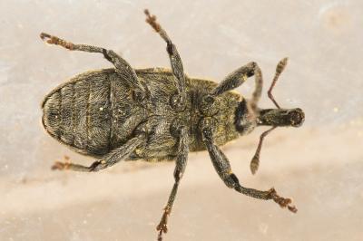 <i>Larinus carlinae</i>