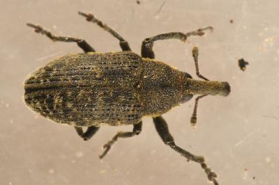 <i>Larinus carlinae</i>