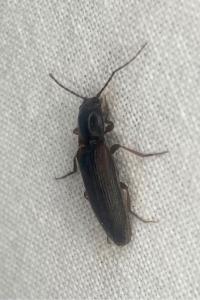 <i>Athous haemorrhoidalis</i>