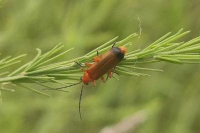 <i>Rhagonycha fulva</i>