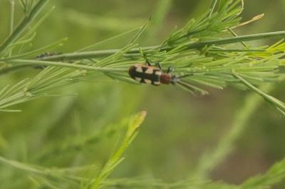 <i>Crioceris asparagi</i>