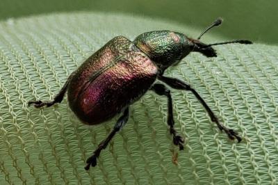 <i>Rhynchites auratus</i>