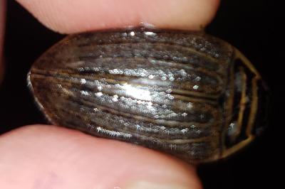 <i>Acilius sulcatus</i>