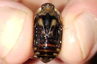 <i>Acilius sulcatus</i>