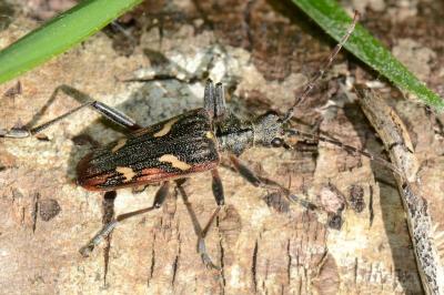<i>Rhagium bifasciatum</i>