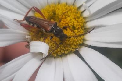 <i>Stenopterus rufus</i>