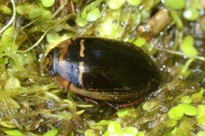 <i>Hydaticus transversalis</i>