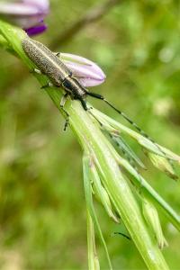 <i>Agapanthia cardui</i>