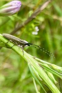 <i>Agapanthia cardui</i>