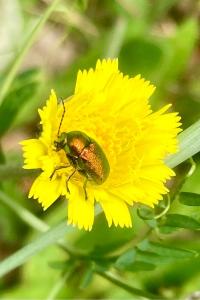 <i>Cryptocephalus</i>