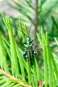 <i>Oedemera nobilis</i>