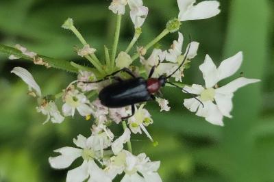 <i>Dinoptera collaris</i>