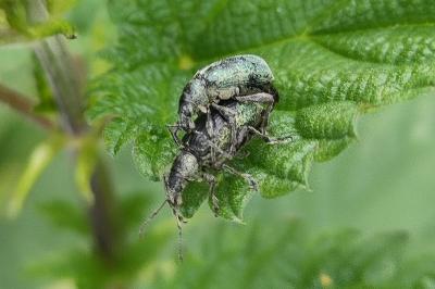 <i>Phyllobius pomaceus</i>