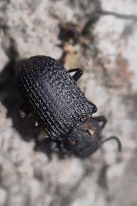 <i>Bolitophagus reticulatus</i>