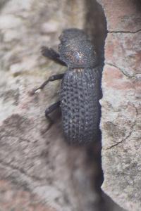 <i>Bolitophagus reticulatus</i>