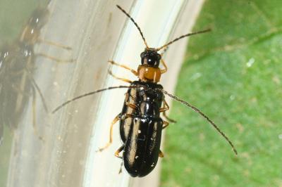 <i>Luperus luperus</i>