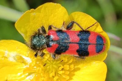 <i>Trichodes alvearius</i>