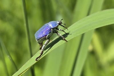 <i>Hoplia coerulea</i>