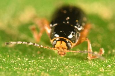 <i>Cryptocephalus chrysopus</i>