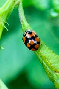 <i>Adalia decempunctata</i>