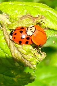 <i>Harmonia axyridis</i>