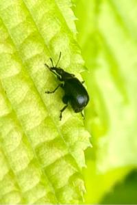 <i>Deporaus betulae</i>