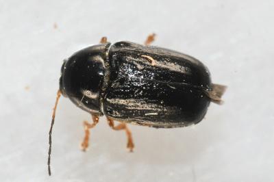 <i>Cryptocephalus flavipes</i>