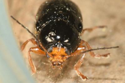 <i>Cryptocephalus flavipes</i>