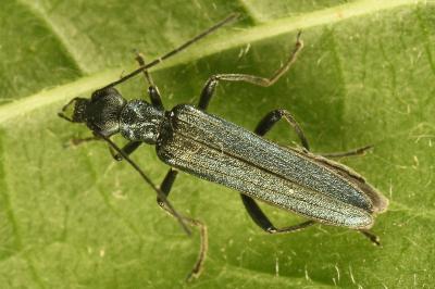 <i>Oedemera lurida</i>