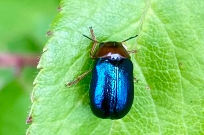 <i>Smaragdina salicina</i>