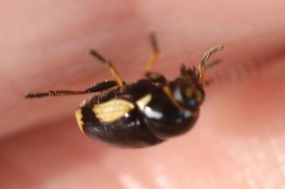 <i>Cryptocephalus moraei</i>