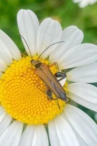 <i>Oedemera podagrariae</i>